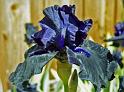 (32) iris